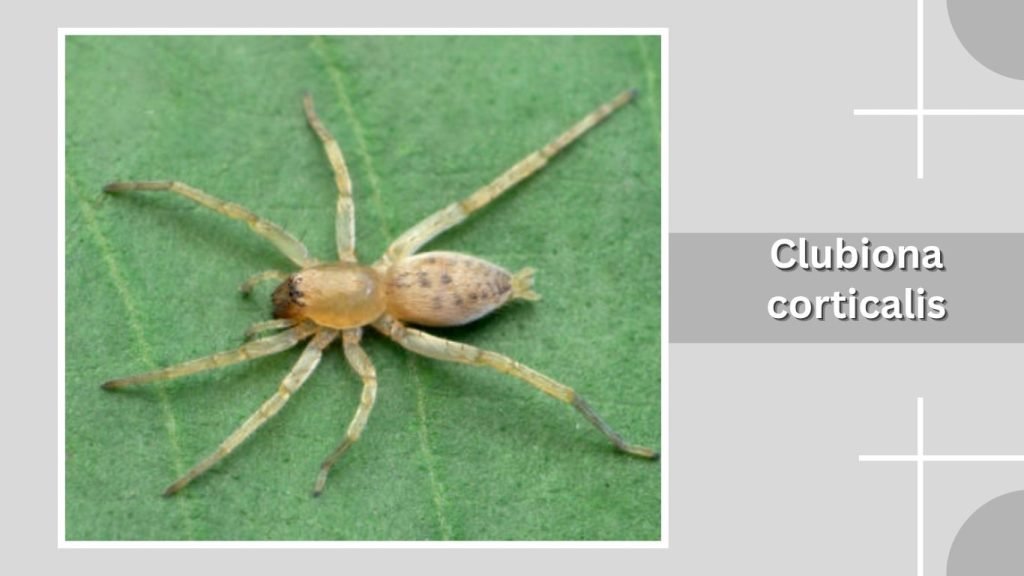 Clubiona corticalis