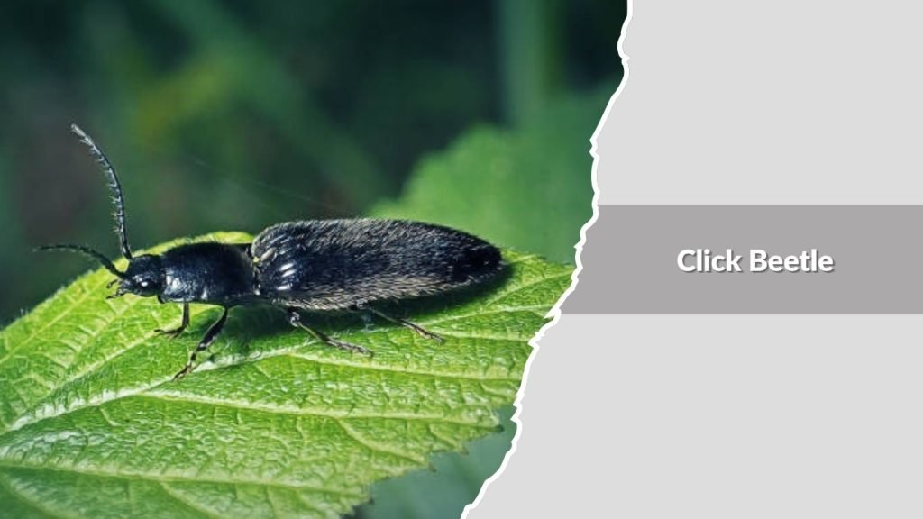 Click Beetle
