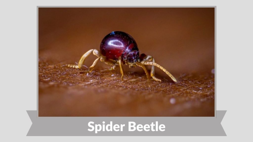 Spider Beetle