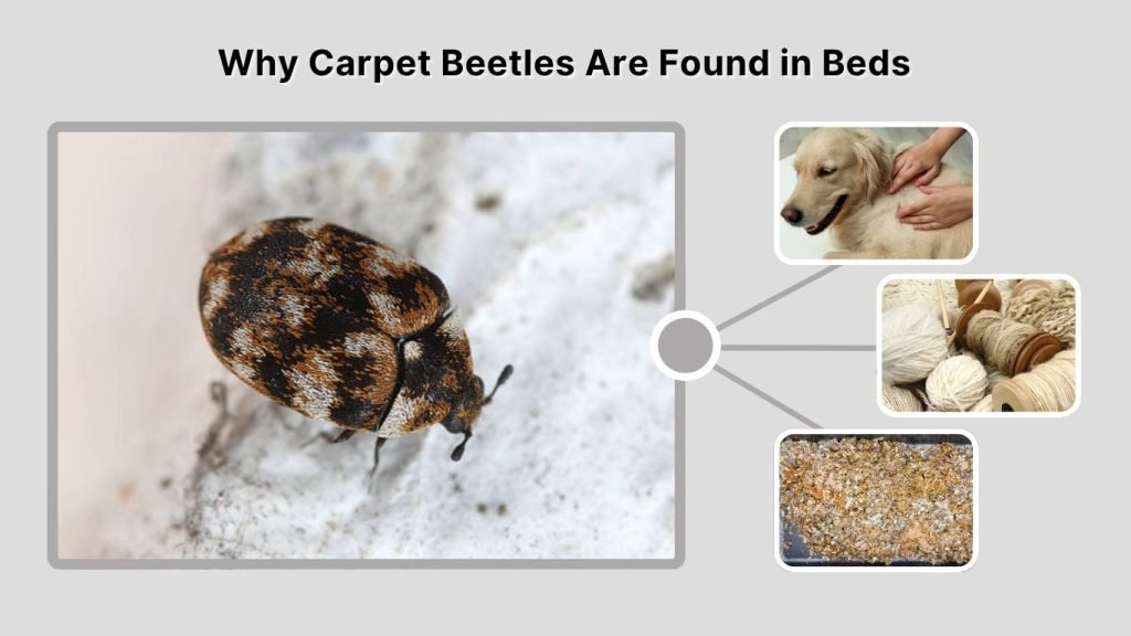 Why Carpet Beetles Are Found in Beds