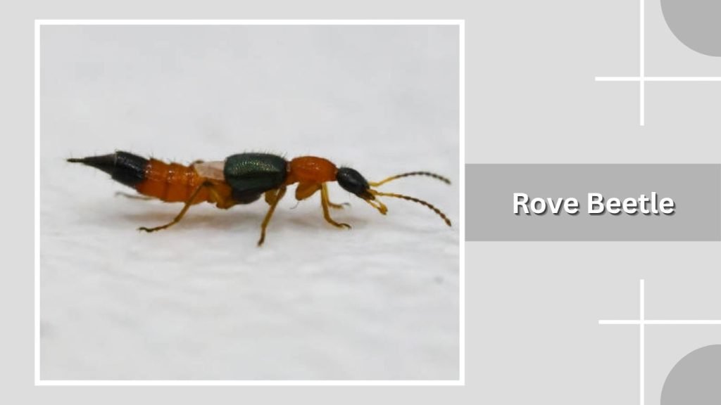 Rove Beetle