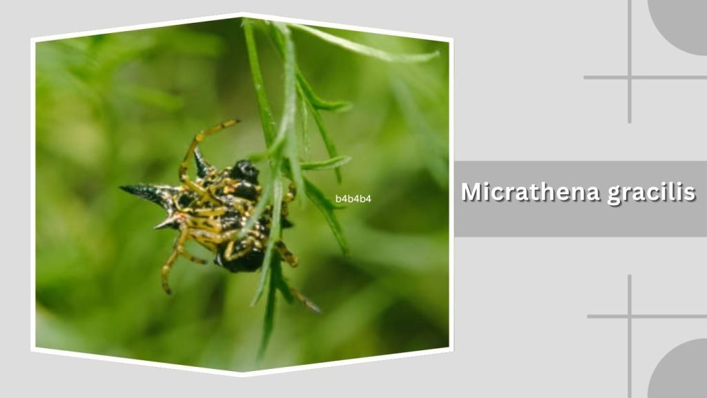 Micrathena gracilis