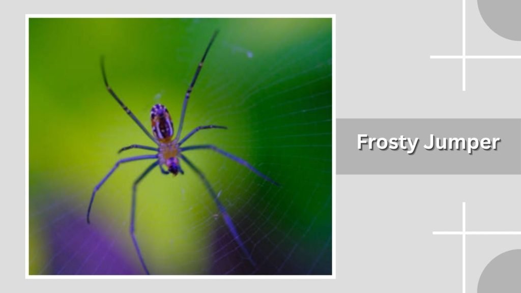 Frosty Jumper