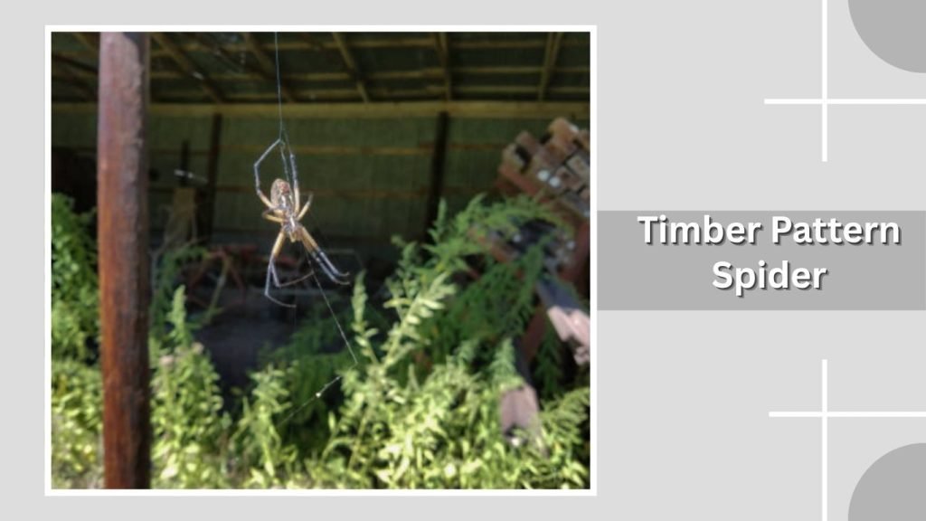 Timber Pattern Spider