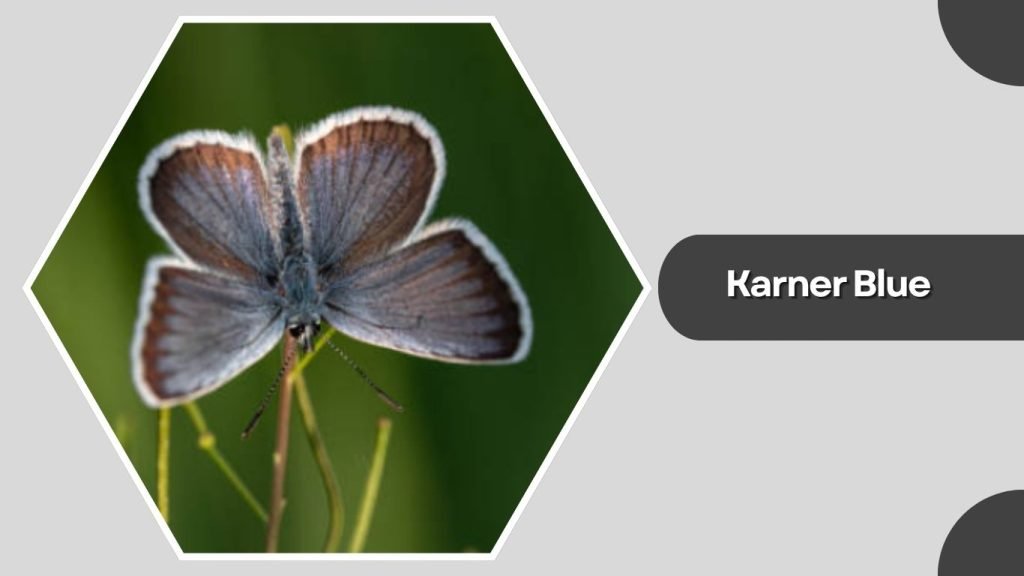  Karner Blue