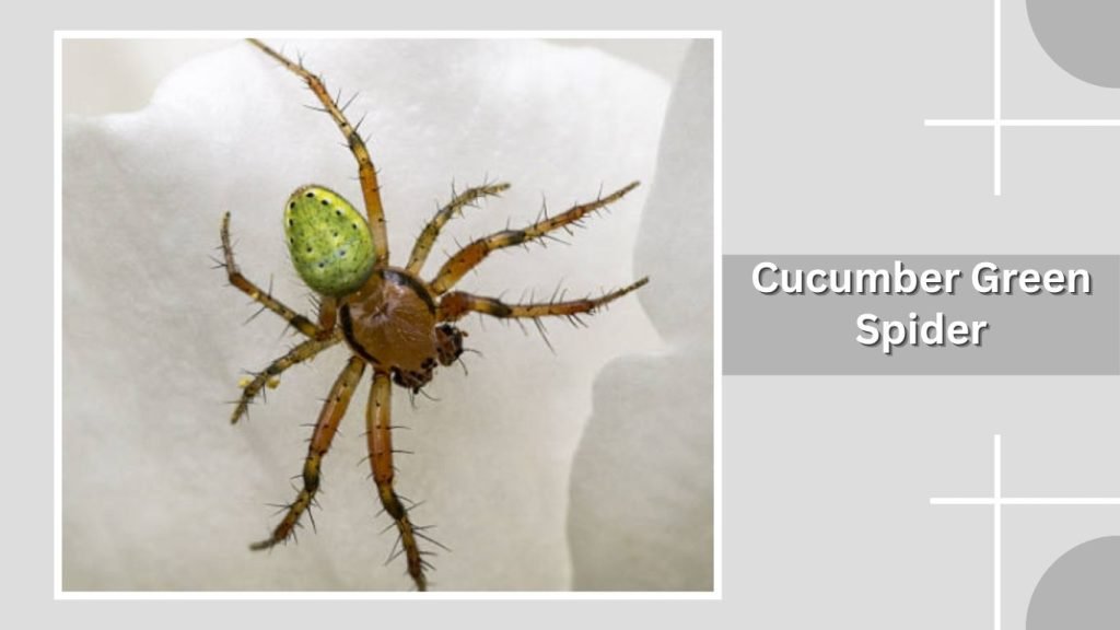 Cucumber Green Spider