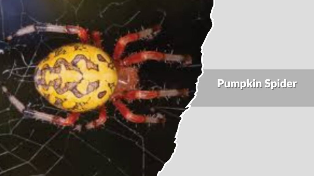Pumpkin Spider