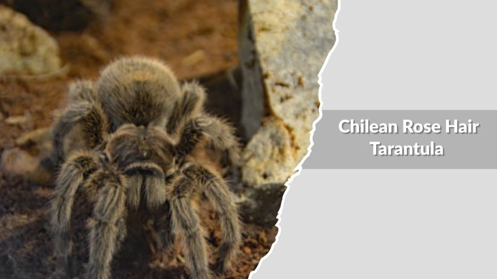  Chilean Rose Hair Tarantula