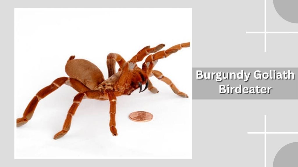 Burgundy Goliath Birdeater