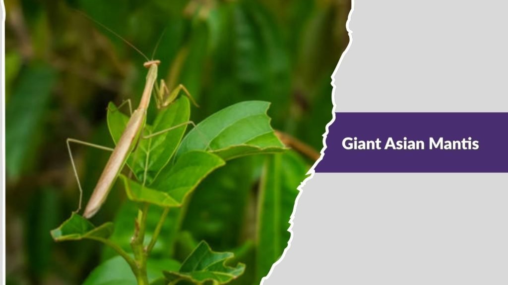 Giant Asian Mantis