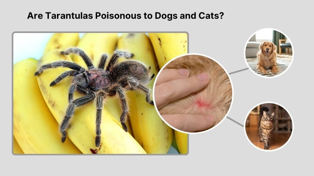 Are Tarantulas Poisonous to Dogs and Cats?