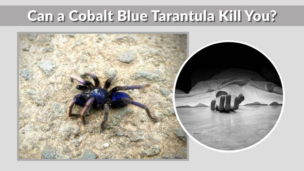 Can a Cobalt Blue Tarantula Kill You?