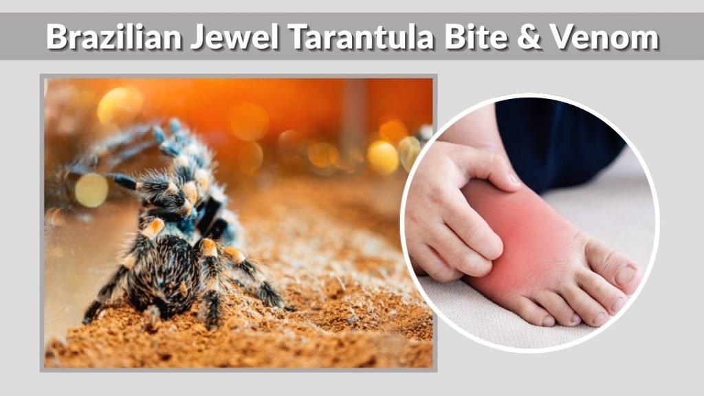 Brazilian Jewel Tarantula Bite & Venom