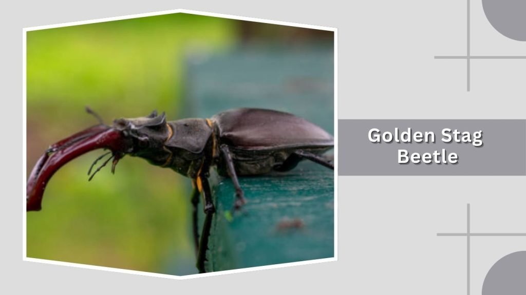 Golden Stag Beetle