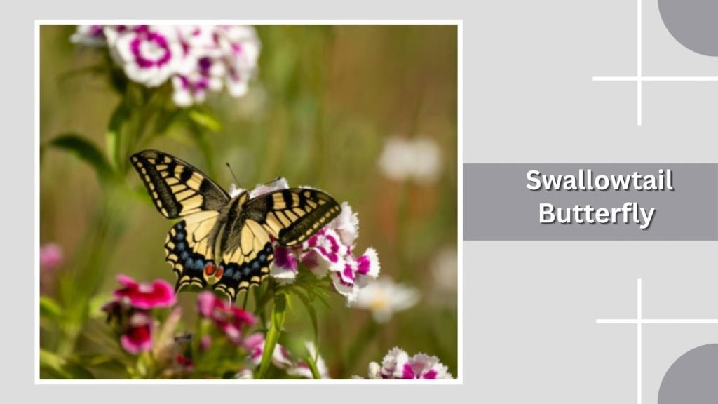 Swallowtail Butterfly