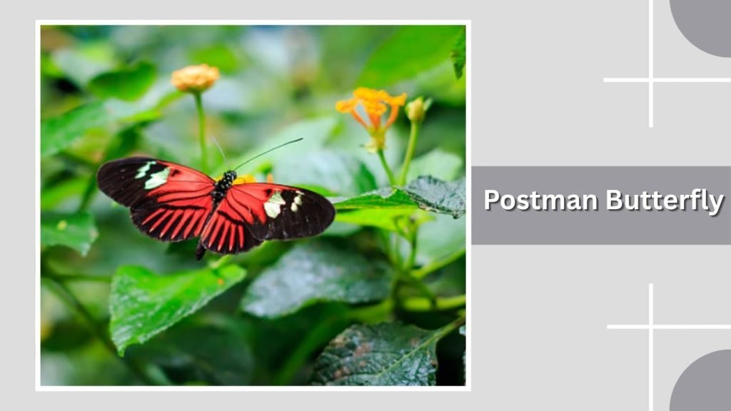 Postman Butterfly