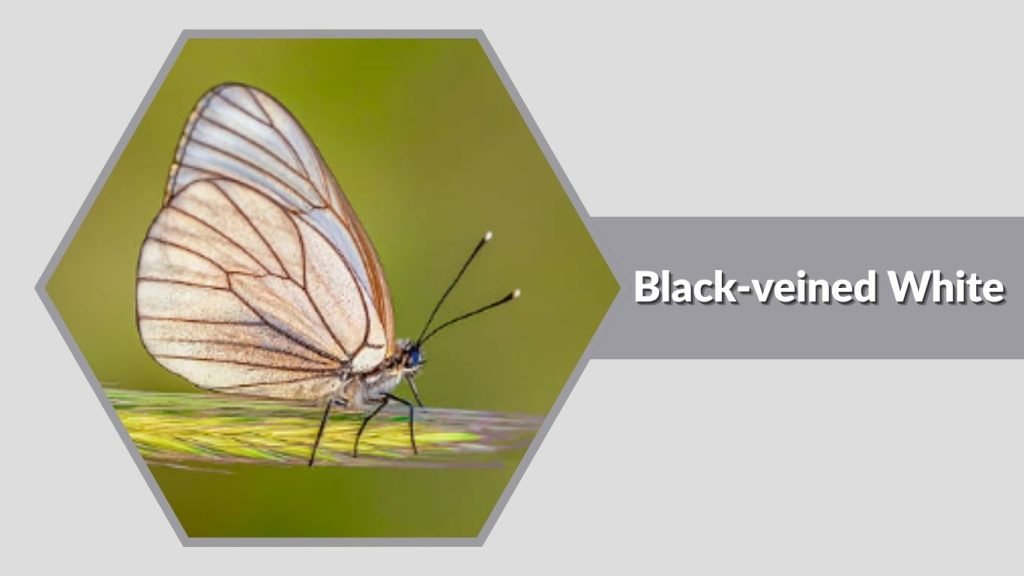 Black-veined White