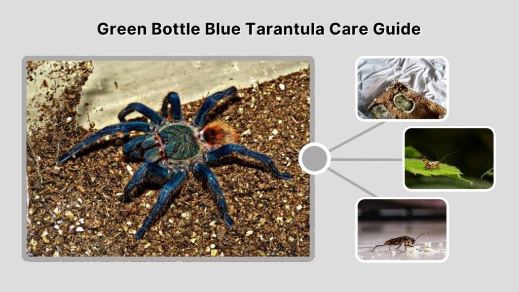 Green Bottle Blue Tarantula Care Guide