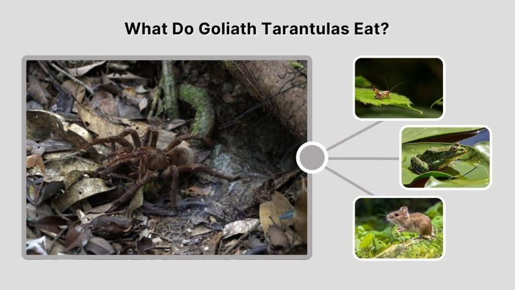 What Do Goliath Tarantulas Eat?