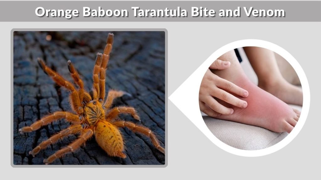 Orange Baboon Tarantula Bite and Venom