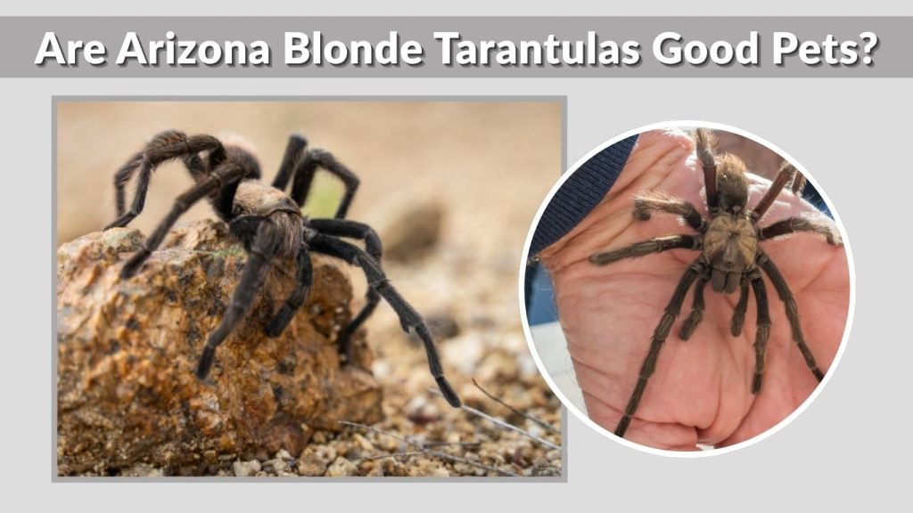 Are Arizona Blonde Tarantulas Good Pets?