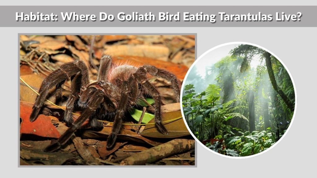 Habitat: Where Do Goliath Bird Eating Tarantulas Live?