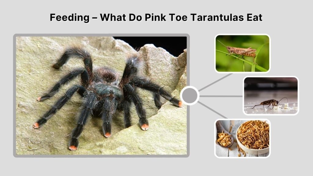 Feeding – What Do Pink Toe Tarantulas Eat