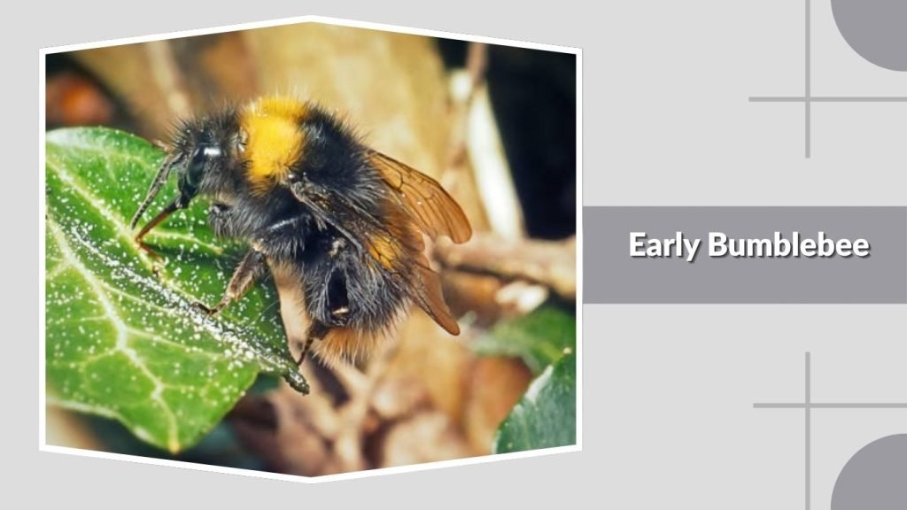  Early Bumblebee