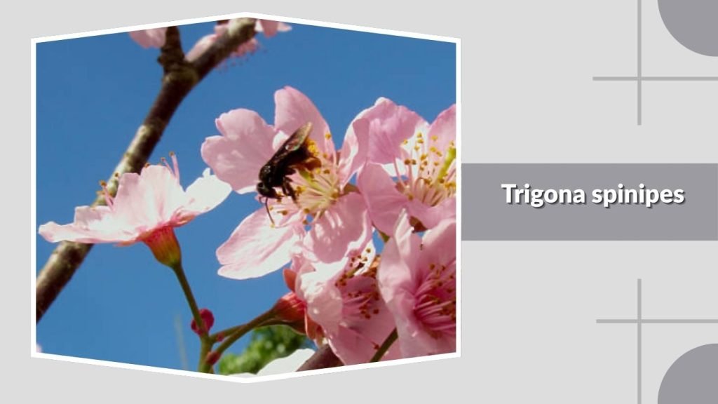 Trigona spinipes