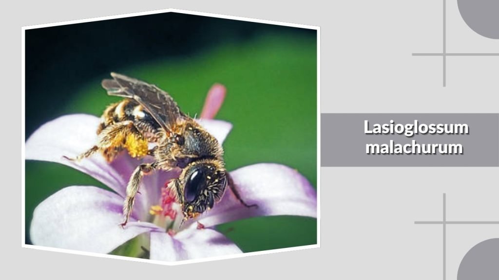 Lasioglossum malachurum