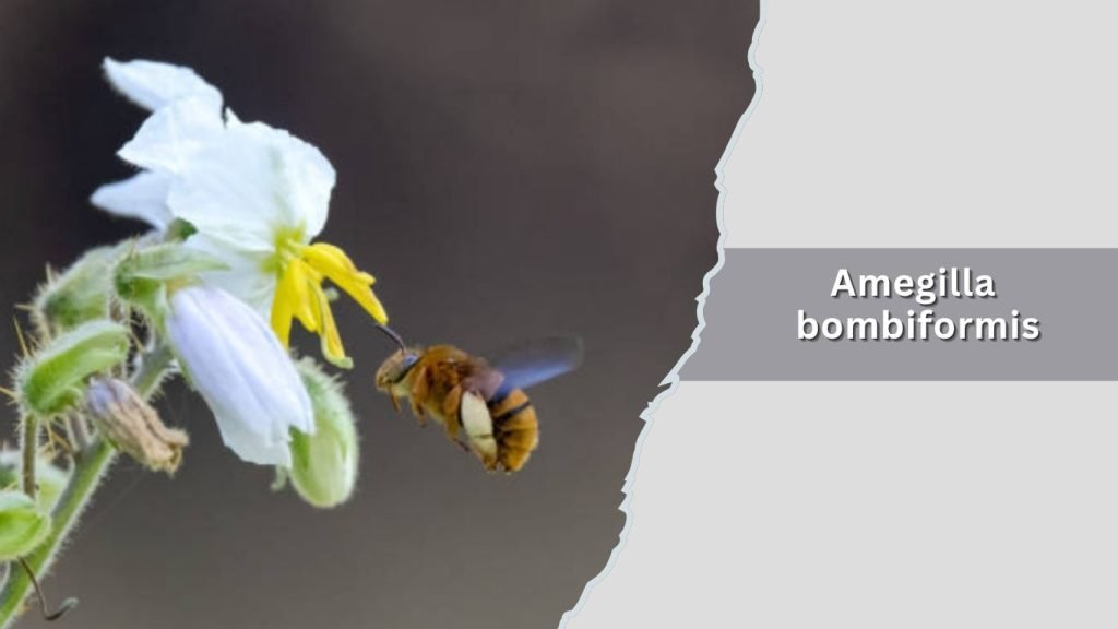 Amegilla bombiformis