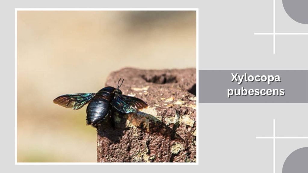 Xylocopa pubescens