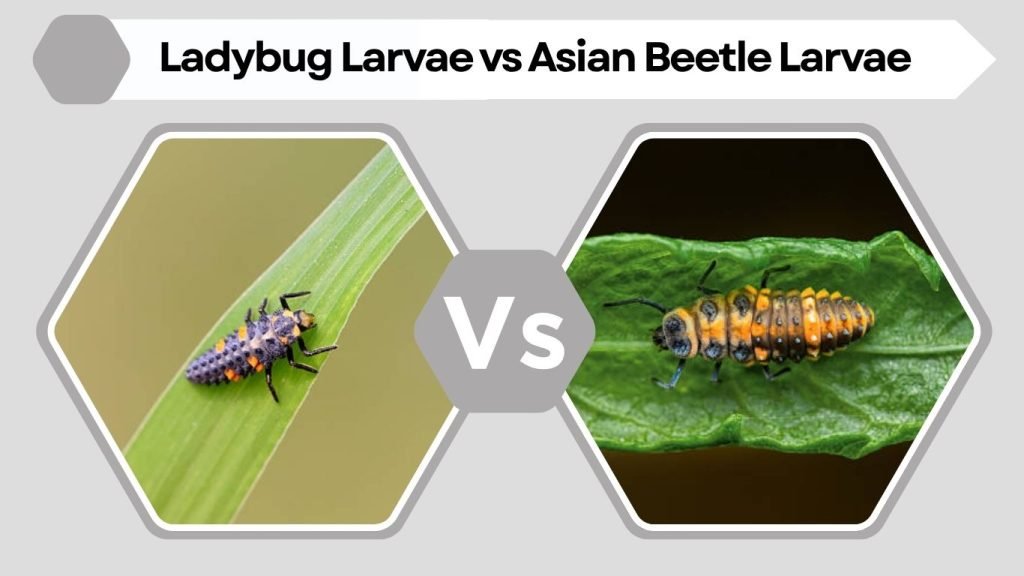 Ladybug Larvae vs Asian Beetle Larvae
