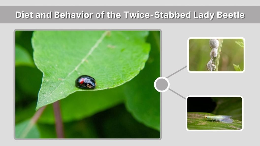 Diet and Behavior of the Twice-Stabbed Lady Beetle