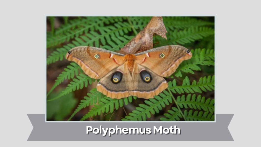 Polyphemus Moth