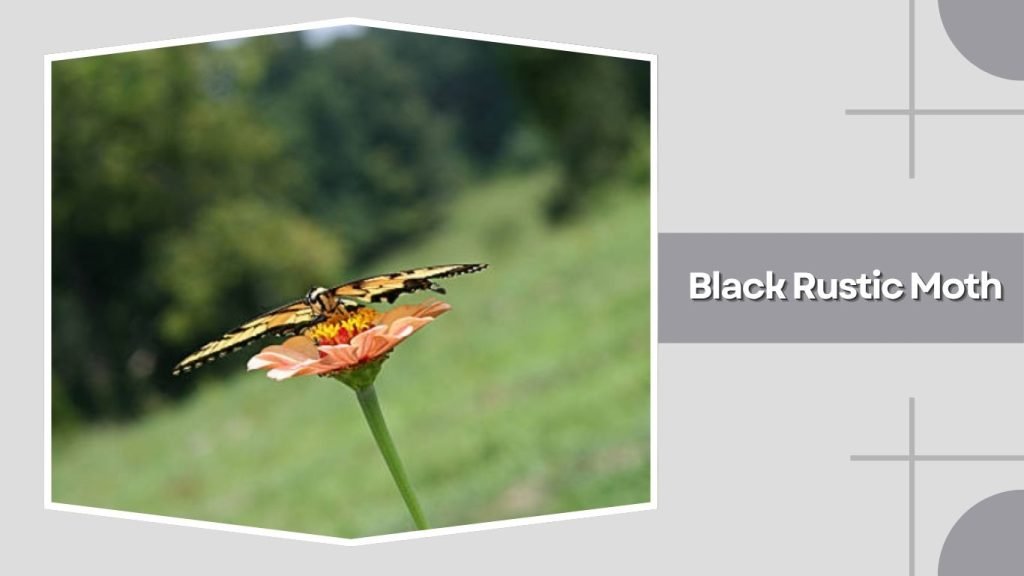 Black Rustic Moth