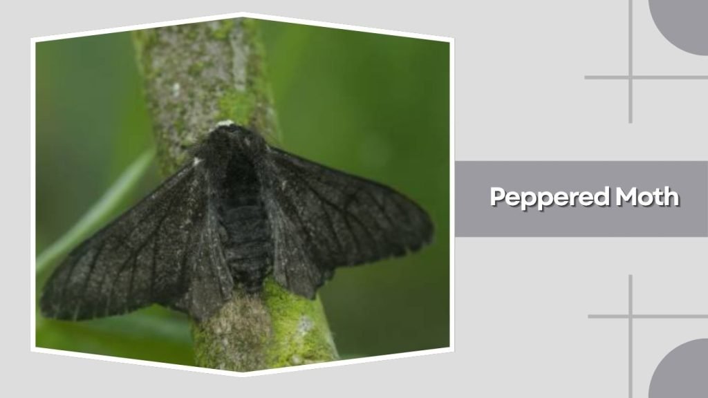 Peppered Moth
