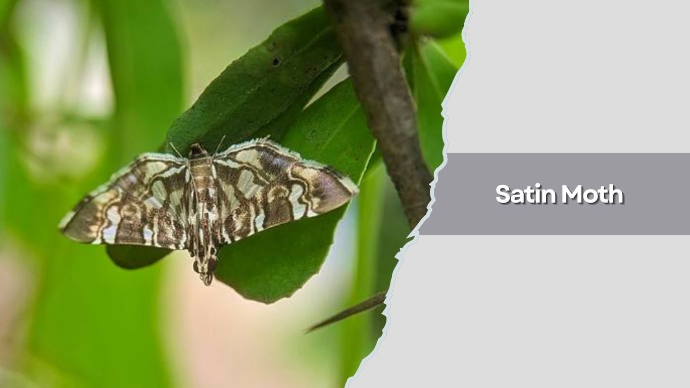 10 Types of Beautiful White Moth Species: Identification with Pictures