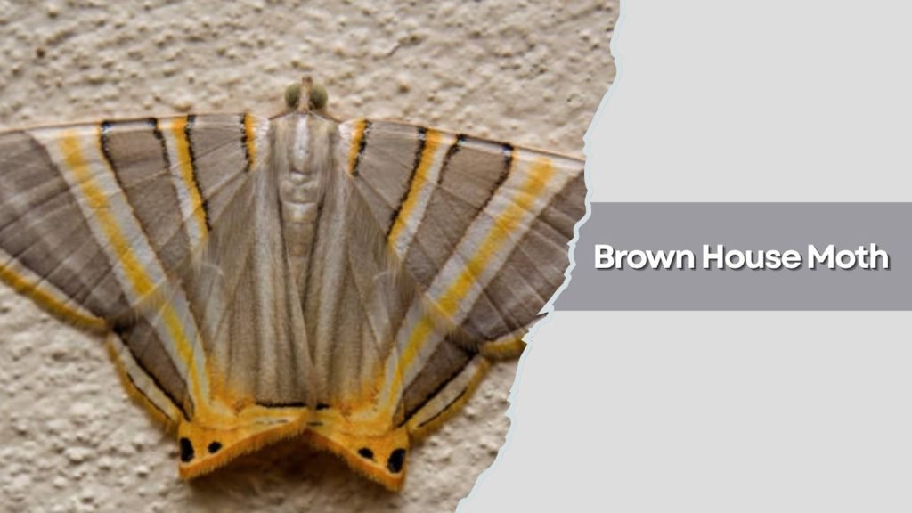 Brown House Moth