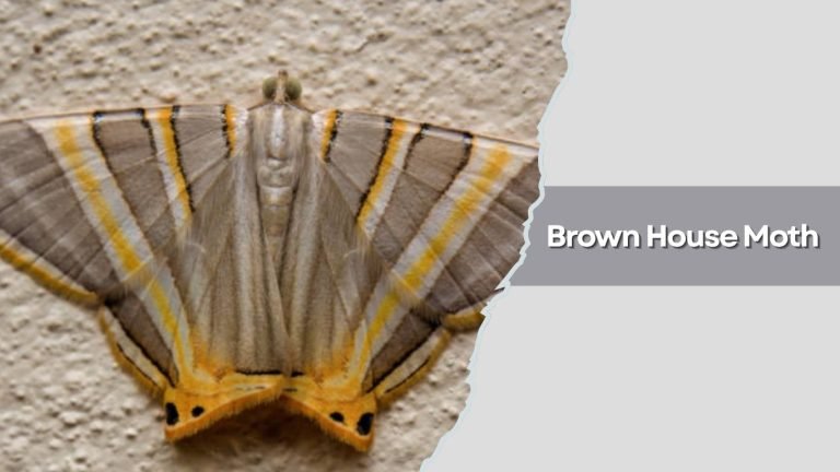 11 Types of House Moths: Size, Color, Habitat, Diet and: Identification ...