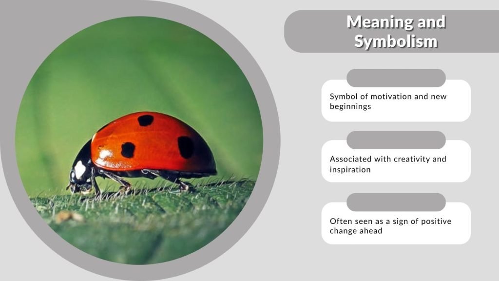 Meaning and Symbolism of Orange and Black Ladybugs