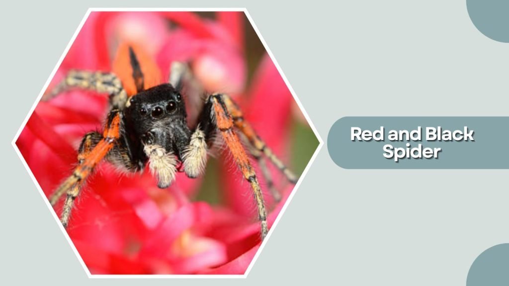Red and Black Spider