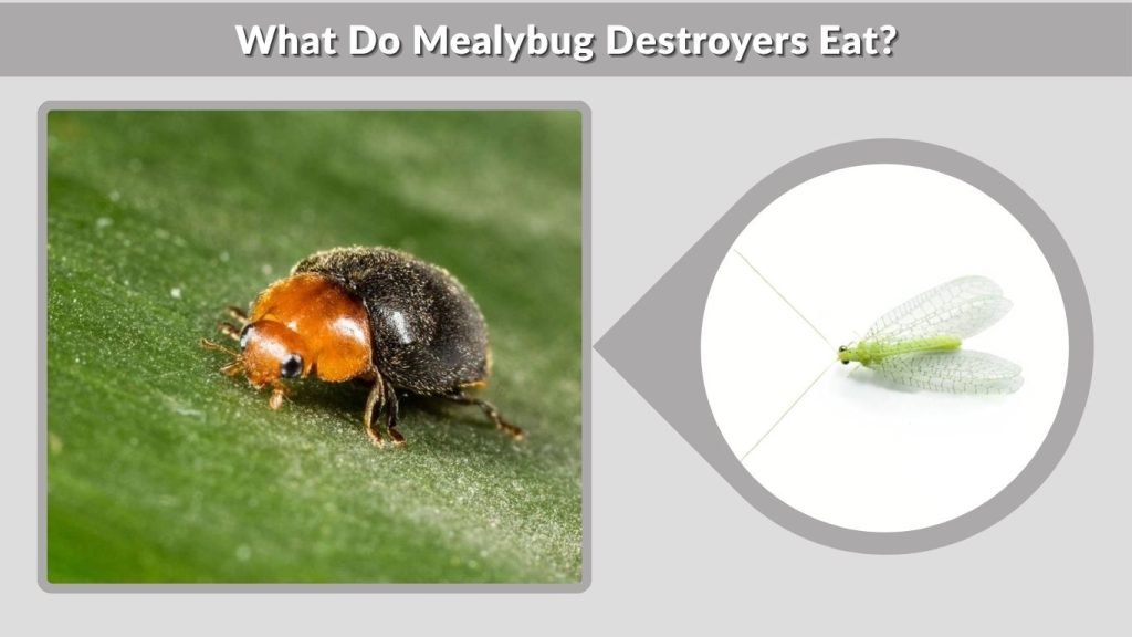 What Do Mealybug Destroyers Eat?