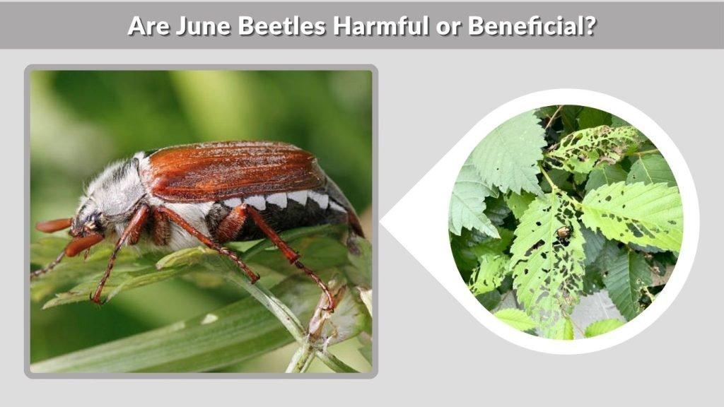 Are June Beetles Harmful or Beneficial?