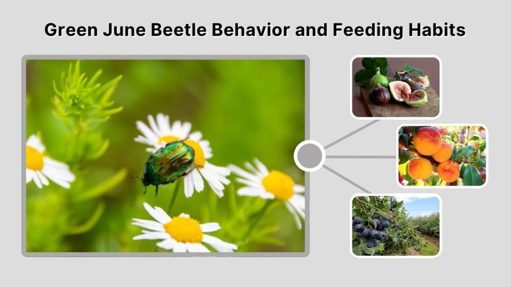 Green June Beetle Behavior and Feeding Habits