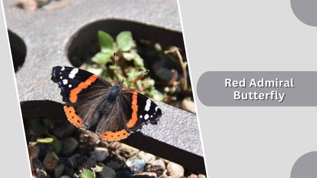 Red Admiral Butterfly
