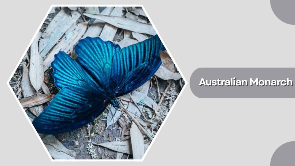 Australian Monarch