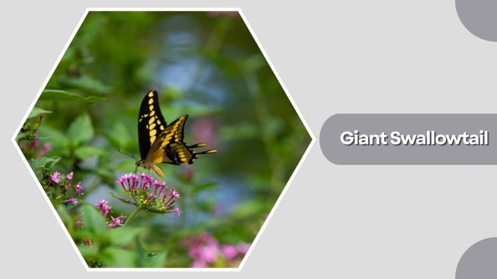  Giant Swallowtail