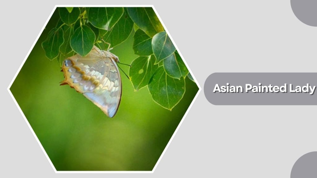  Asian Painted Lady