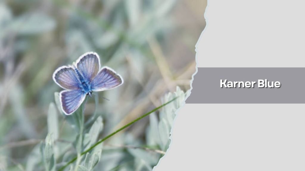 Karner Blue